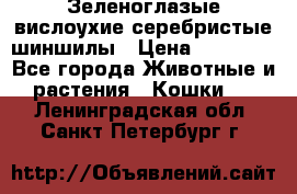 Зеленоглазые вислоухие серебристые шиншилы › Цена ­ 20 000 - Все города Животные и растения » Кошки   . Ленинградская обл.,Санкт-Петербург г.